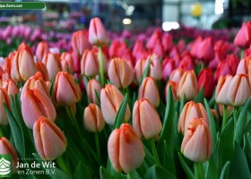 Tulipa Zantucot ® (2)